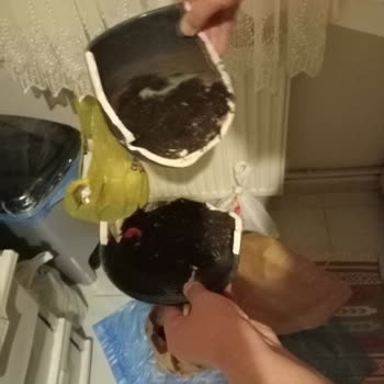 Kırık Begonvil Saksısı Ve Saçılmış Toprak