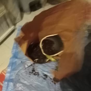 Kırık Begonvil Saksısı Ve Saçılmış Toprak