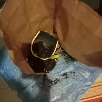 Kırık Begonvil Saksısı Ve Saçılmış Toprak