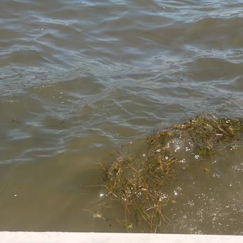 Büyükada Halk Plajındaki Kirli Su Ve Yosun Sorununa Hızlı Çözüm İsteniyor