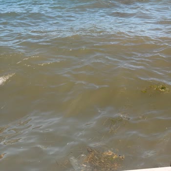 Büyükada Halk Plajındaki Kirli Su Ve Yosun Sorununa Hızlı Çözüm İsteniyor