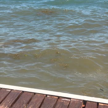 Büyükada Halk Plajındaki Kirli Su Ve Yosun Sorununa Hızlı Çözüm İsteniyor