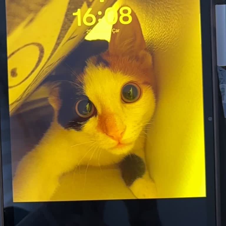 Samsung Galaxy Tab S9 Ekran Arızası Garanti Dışı Ücret Ve Ücretsiz Onarım Talebi