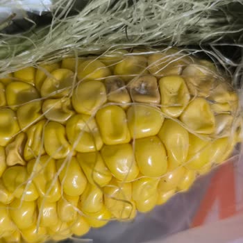 Muz, Mısır Ve Zeytin Bozulmuş, Çözüm Yok