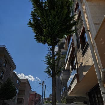 Ağaç Dalları Havai Elektrik Hattına Yaklaştı, Bina İçin Ciddi Yangın Ve Çarpma Riski