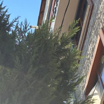 Ağaç Dalları Havai Elektrik Hattına Yaklaştı, Bina İçin Ciddi Yangın Ve Çarpma Riski
