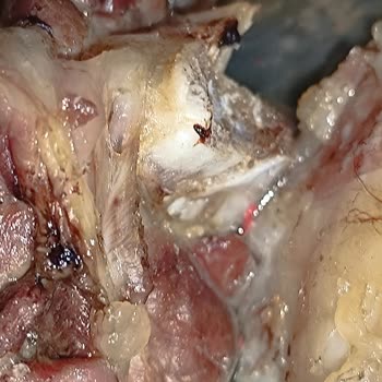 Köfteci Yusuf Şubesinde Kuzu Kol Etinde Plastik Ve Köpük Parçacıkları Bulundu