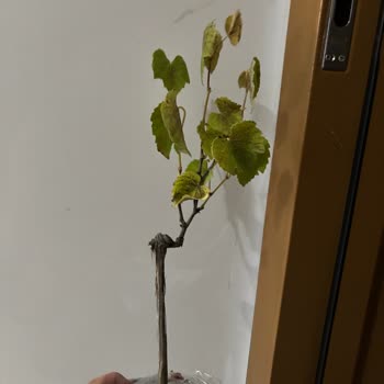 Fidan Kenti Ürünün Yanlış Ve Bu Kadar Kötü Durumda Gelmesi