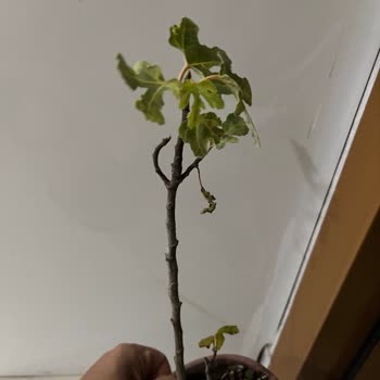 Fidan Kenti Ürünün Yanlış Ve Bu Kadar Kötü Durumda Gelmesi