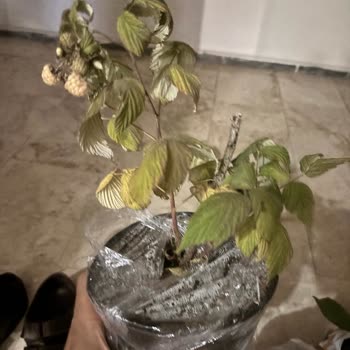 Fidan Kenti Ürünün Yanlış Ve Bu Kadar Kötü Durumda Gelmesi