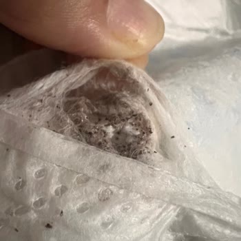 Prima Aktif Bebek Bezinde Böcek Koza Ve Kum Kıvamı Bulunması