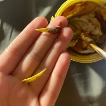 Getir Üzerinden Sipariş Edilen Dondurmanın İçinde Plastik Parçalar