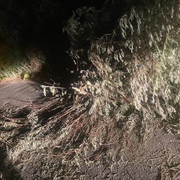 Sülüklü Mahallesindeki Dallarla Kapalı Yol Trafik Güvenliğini Tehdit Ediyor