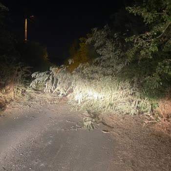 Sülüklü Mahallesindeki Dallarla Kapalı Yol Trafik Güvenliğini Tehdit Ediyor