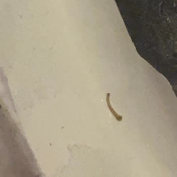 Dondurmanın İçinde Plastik Parça: Sağlık Riski Ve Güven Kaybı