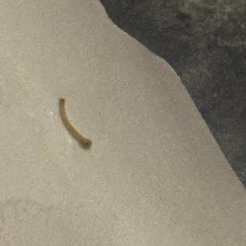 Dondurmanın İçinde Plastik Parça: Sağlık Riski Ve Güven Kaybı