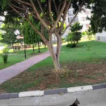 Sürat Kargo Mersin Yeni Hal Şubesi Sıkıntısı!