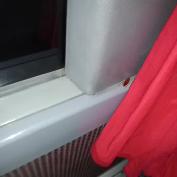 Böcekli Ve Kirli Otobüs Yolculuğu Mide Bulantısına Yol Açıyor