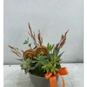 Taze Çiçek | Tazecicek.com Warm Day Mixed Sukulent Ürününü Sipariş Şikayeti