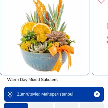 Taze Çiçek | Tazecicek.com Warm Day Mixed Sukulent Ürününü Sipariş Şikayeti