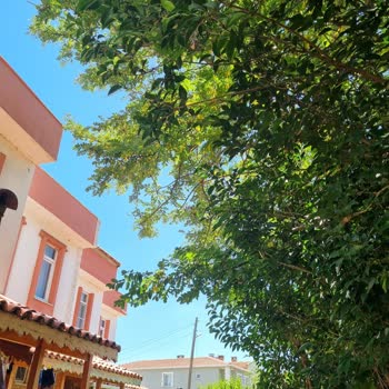 Sultaniçe'deki Ağaç Sorunu ve Kesilmesi Talebi