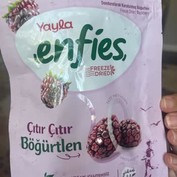 Yayla Böğürtlen Ürününde Kurt Görülmesi Ve Çocuk Güvenliği Endişesi