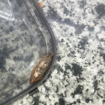 Antepsan'dan Kurtlu Ve Bozuk Badem, 5 Gün Yanıtsızlık