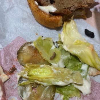 Burgerde Kurt Bulunması Hijyen Ve Sağlığımızı Tehdit Ediyor