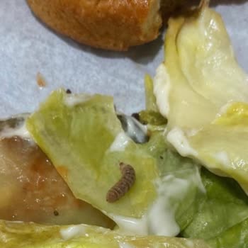 Burgerde Kurt Bulunması Hijyen Ve Sağlığımızı Tehdit Ediyor