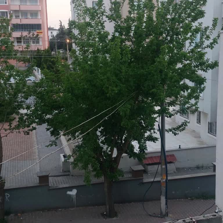 Şahinbey'de Ağaç Dalları İçinde Kalan Elektrik Telleri Ve Çalışmayan Sokak Lambası Güvenlik Riski