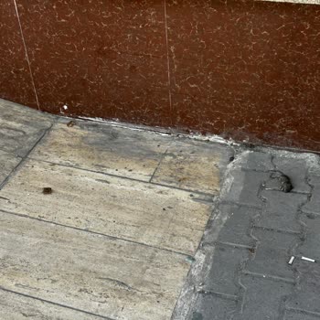 Esenyurt A101 Şubesinin Girişinde Ölmüş Fareler Hijyen İhlalini Gösteriyor