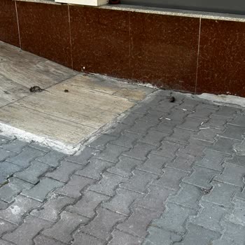 Esenyurt A101 Şubesinin Girişinde Ölmüş Fareler Hijyen İhlalini Gösteriyor