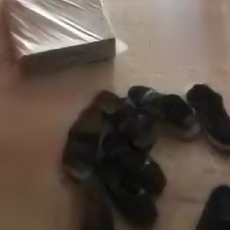 Aras Kargo Antalya Kepez Bölgesinde Zil Çalmadan Kargoları Bırakma Sorunu