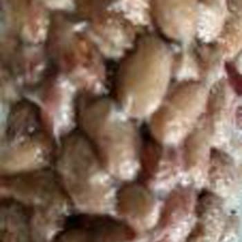 Siparişte Bayat Barbunya Ve Bozuk Fasulyeler İçin Cevapsız İade Talebi