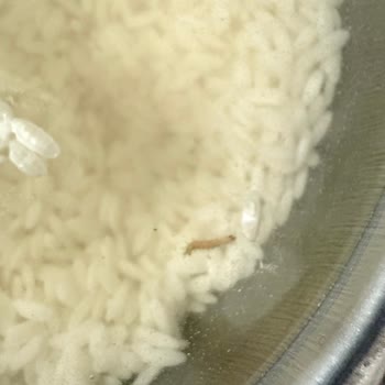 Kurtçuklu Pirinçte Hijyen Sorunu Ve İade Talebi