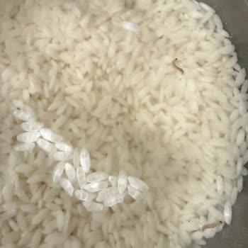 Kurtçuklu Pirinçte Hijyen Sorunu Ve İade Talebi