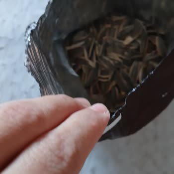 Bol Tuzlu İddiası Yanıltıyor Çerezya Çekirdeğinde Tuz Yok
