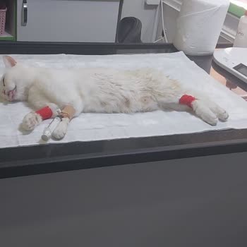 Barınakta Kedi Ölümü Ve İhmal Şikayetim