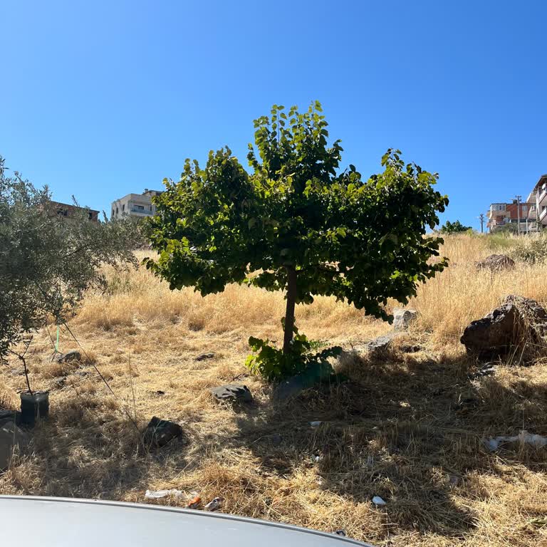 Bornova İnönü Mahallesinde Kuru Otlar Yangın Tehlikesi Oluşturuyor