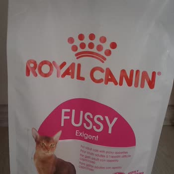 Royal Canin Mamadan Kaynaklı Kedilerde Ağır Hastalık Ve Veteriner Masrafları