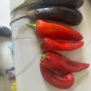 Küflü Ürünler Gönderildi Ve İade Talebim Reddedildi