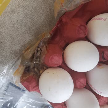 Şok Market’te Satılan Yumurta Paketi Solucan Ve Kırık Yumurtalar İçeriyor