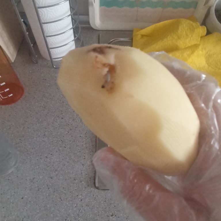 Patates İçinde Kurt Bulunması Gıda Güvenliğini Tehdit Ediyor