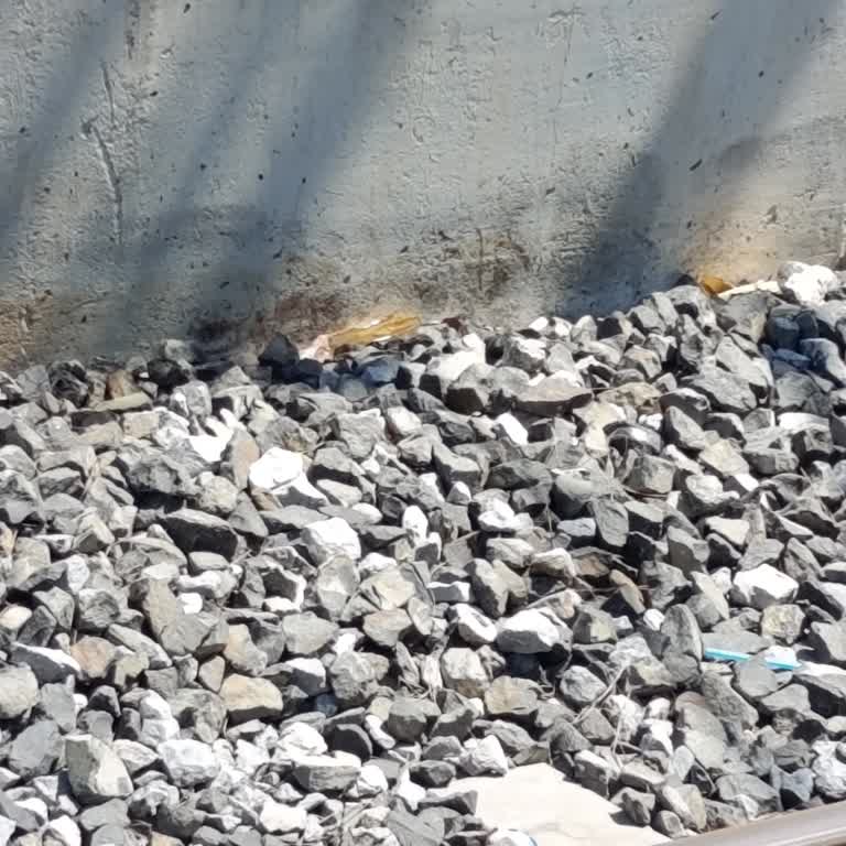 İzban Çiğli İstasyonunda Duyarsız Güvenlik Görevlisi Yaralı Kediyi Ölümle Bıraktı
