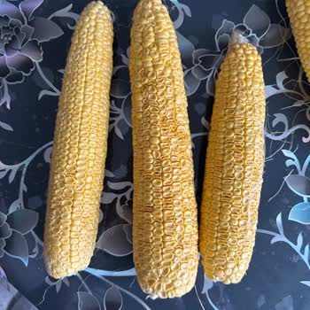 Geçmiş Son Kullanma Tarihli Probiyotik Ve Bozuk Mısır İçin İade Talebi