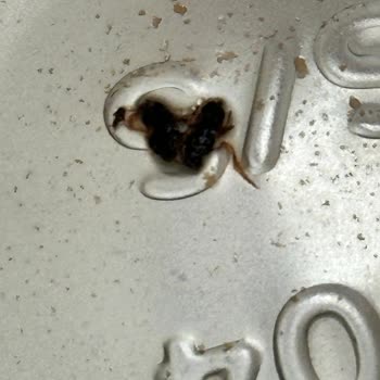 Nescafe Stick Poşetinde Hijyen Sorunu: Şişenin Dibinde Böcek Benzeri Yabancı Madde