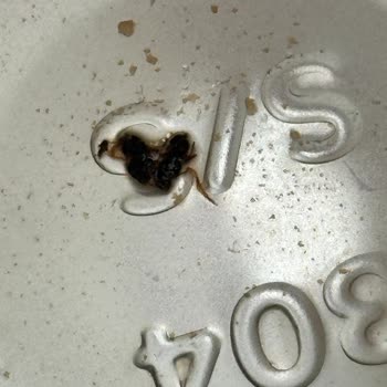 Nescafe Stick Poşetinde Hijyen Sorunu: Şişenin Dibinde Böcek Benzeri Yabancı Madde