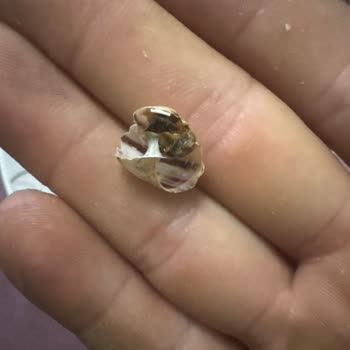 Simbat Ay Çekirdeğinde Salyangoz Kabuğu Bulunması Hijyen Ve Sağlık Riski