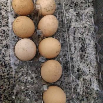 Organik Yumurta Bozuk Çıktı, Bebek Sağlığı İçin İade Ve Çözüm Talebi