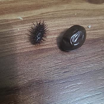 Zeytin Kavanozunda Belirsiz Koyu Parçalar Ve Sağlık Endişesi